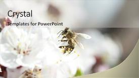 Presentation with honey bee - Presentation theme featuring polinatio fruit bees - honey bee enjoying peach blossom background and a light gray colored foreground