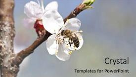  Presentation with honey bee - Presentation design enhanced with polinatio fruit bees - honey bee enjoying peach blossom background and a light gray colored foreground