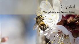  Presentation with honey bee - Amazing presentation theme having polinatio fruit bees - honey bee enjoying peach blossom backdrop and a  colored foreground