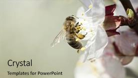  Presentation with honey bee - Beautiful presentation design featuring polinatio fruit bees - honey bee enjoying peach blossom backdrop and a mint green colored foreground