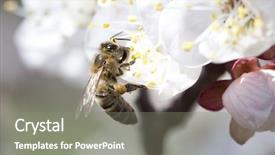  Presentation with honey bee - Presentation consisting of polinatio fruit bees - honey bee enjoying peach blossom background and a gray colored foreground