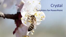  Presentation with honey bee - Beautiful presentation design featuring polinatio fruit bees - honey bee enjoying peach blossom backdrop and a  colored foreground