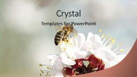  Presentation with honey bee - Presentation theme with polinatio fruit bees - honey bee enjoying peach blossom background and a light gray colored foreground