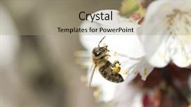  Presentation with honey bee - Presentation featuring polinatio fruit bees - honey bee enjoying peach blossom background and a  colored foreground