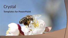  Presentation with honey bee - Beautiful presentation theme featuring polinatio fruit bees - honey bee enjoying peach blossom backdrop and a  colored foreground