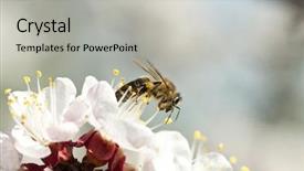  Presentation with honey bee - Cool new slide deck with polinatio fruit bees - honey bee enjoying peach blossom backdrop and a light gray colored foreground