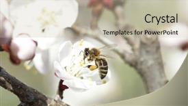  Presentation with honey bee - Amazing slide set having polinatio fruit bees - honey bee enjoying peach blossom backdrop and a  colored foreground