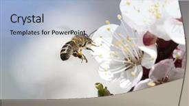  Presentation with honey bee - PPT layouts having polinatio fruit bees - honey bee enjoying peach blossom background and a light blue colored foreground