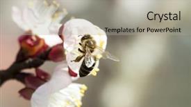  Presentation with honey bee - Presentation theme with polinatio fruit bees - honey bee enjoying peach blossom background and a light gray colored foreground