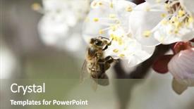  Presentation with honey bee - Colorful presentation enhanced with polinatio fruit bees - honey bee enjoying peach blossom backdrop and a coral colored foreground
