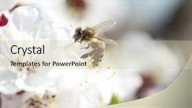  Presentation with honey bee - Cool new slide deck with polinatio fruit bees - honey bee enjoying peach blossom backdrop and a  colored foreground