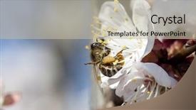  Presentation with honey bee - PPT theme enhanced with polinatio fruit bees - honey bee enjoying peach blossom background and a  colored foreground