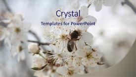  Presentation with bee - Cool new presentation theme with polinatio fruit bees - small bee on the flower backdrop and a  colored foreground