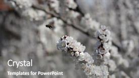  Presentation with tree spring flowers apple flowers - Amazing slides having polinatio fruit bees - spring apple blossom backdrop and a  colored foreground