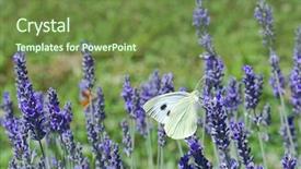  Presentation with polination - Slides with polinators - lavender flower polination by butterfly background and a tawny brown colored foreground