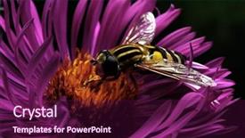  Presentation with fly - PPT theme featuring tinkerbell - hand releasing magic dust background and a  colored foreground.