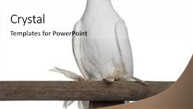  Presentation with fancy - Audience pleasing theme consisting of polish helmet or kryska polska a breed of fancy pigeon perched on stick in front of white background backdrop and a white colored foreground