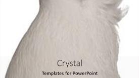  Presentation with fancy - PPT layouts featuring polish helmet or kryska polska a breed of fancy pigeon in front of white background background and a light gray colored foreground