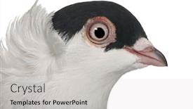  Presentation with fancy - Theme enhanced with polish helmet or kryska polska a breed of fancy pigeon in front of white background background and a light gray colored foreground