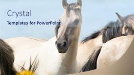  Presentation with horses - Theme enhanced with polish konik horses with blue sky background and a sky blue colored foreground