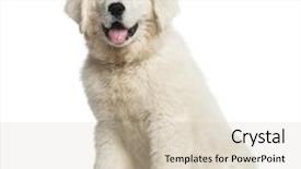  Presentation with sheepdog - Presentation theme featuring polish tatra sheepdog puppy 3 months old sitting and looking background and a soft green colored foreground