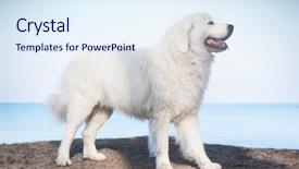  Presentation with role model - Beautiful slide deck featuring polish tatra sheepdog role model in its breed also known as podhalan or owczarek podhalanski backdrop and a sky blue colored foreground