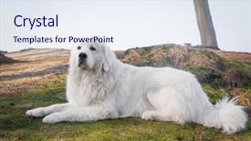  Presentation with role model - Cool new slide deck with polish tatra sheepdog role model in its breed also known as podhalan or owczarek podhalanski backdrop and a sky blue colored foreground