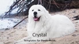  Presentation with role model - Colorful presentation theme enhanced with polish tatra sheepdog role model in its breed also known as podhalan or owczarek podhalanski backdrop and a light gray colored foreground