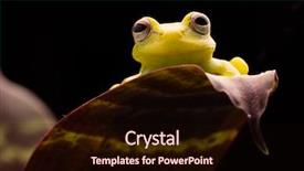  Presentation with tropical forest - Cool new PPT theme with polka dot tree frog hypsiboas backdrop and a wine colored foreground