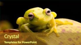 Presentation with tropical forest - Colorful slide set enhanced with polka dot tree frog hypsiboas backdrop and a tawny brown colored foreground