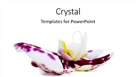  Presentation with orchid - Presentation theme consisting of polkadots - closeup of a polka dot background and a  colored foreground