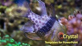  Presentation with sea life high resolution - Audience pleasing slide deck consisting of polkadots - pajama cardinalfish sphaeramia nematoptera also backdrop and a tawny brown colored foreground