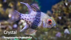  Presentation with sea life high resolution - Amazing PPT layouts having polkadots - pajama cardinalfish sphaeramia nematoptera also backdrop and a dark gray colored foreground