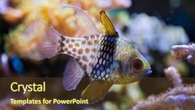  Presentation with pajama - PPT layouts enhanced with polkadots - pajama cardinalfish sphaeramia nematoptera also background and a tawny brown colored foreground