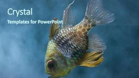  Presentation with keel billed toucan also known - Audience pleasing PPT theme consisting of polkadots - pajama cardinalfish sphaeramia nematoptera also backdrop and a ocean colored foreground