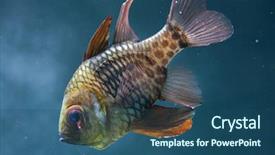  Presentation with keel billed toucan also known - PPT theme consisting of polkadots - pajama cardinalfish sphaeramia nematoptera also background and a ocean colored foreground