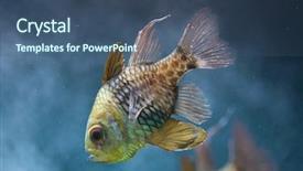  Presentation with keel billed toucan also known - Cool new slides with polkadots - pajama cardinalfish sphaeramia nematoptera also backdrop and a ocean colored foreground