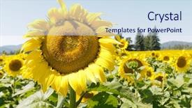  Presentation with sunflowers - Presentation theme enhanced with pollen - closeup of sunflowers being pollenated background and a sky blue colored foreground