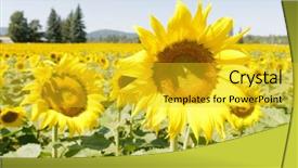  Presentation with closeup of bees flying - Amazing presentation having pollen - closeup of sunflowers being pollenated backdrop and a yellow colored foreground