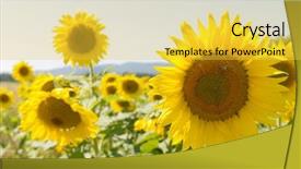  Presentation with sunflowers - Presentation theme consisting of pollen - closeup of sunflowers being pollenated background and a yellow colored foreground