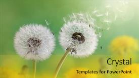  Presentation with dandelion - PPT layouts enhanced with pollen - dandelion seeds in the morning background and a yellow colored foreground