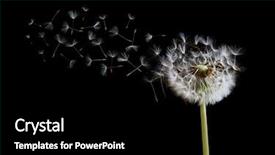 Presentation with black seed - Audience pleasing PPT layouts consisting of pollen - dandelion spreading its seed backdrop and a black colored foreground