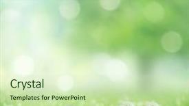  Presentation with pollen - Audience pleasing PPT theme consisting of bird pied fantail perched on a tree in the garden backdrop and a tawny brown colored foreground