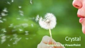  Presentation with summer time - Audience pleasing presentation consisting of pollen - woman blowing a dandelion backdrop and a tawny brown colored foreground