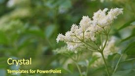  Presentation with pollen - Slide deck enhanced with pollen dans l air - blooming elderflower sambucus nigra elderflower background and a tawny brown colored foreground