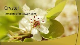  Presentation with branch - PPT theme with pollen dans l air - tree branch with blooming flowers background and a yellow colored foreground