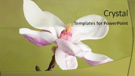  Presentation with pollen - PPT theme consisting of pollen spreading in the wind background and a yellow colored foreground