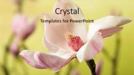  Presentation with pollen - Slide deck having pollen spreading in the wind background and a  colored foreground