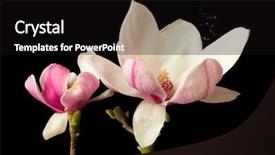  Presentation with pollen - Beautiful PPT layouts featuring pollen spreading in the wind backdrop and a black colored foreground