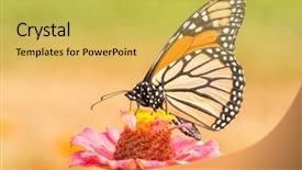  Presentation with monarch butterfly - PPT theme with pollinating a pink zinnia flower background and a yellow colored foreground